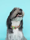 Poppy - Dog Collar